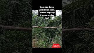 Download lagu Suara Pikat Burung Kacer Paling Ampuh!!! cek video di komentar paling atas! mp3