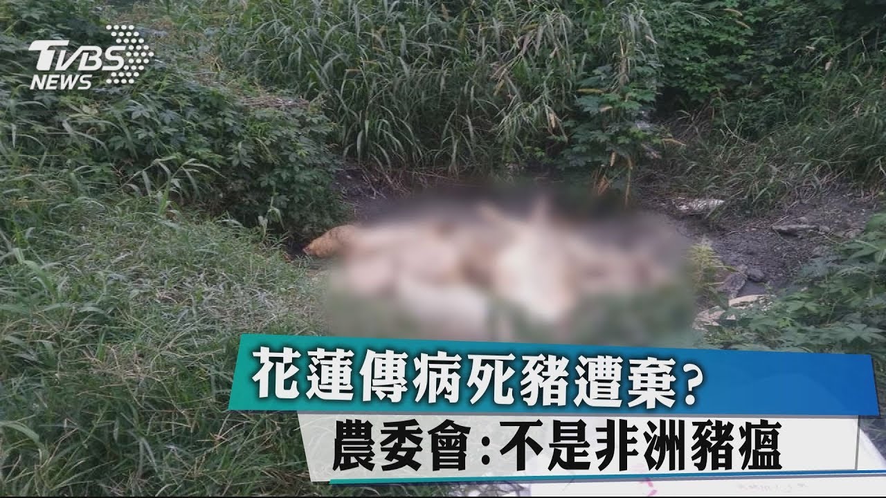 花蓮傳病死豬遭棄? 農委會:不是非洲豬瘟