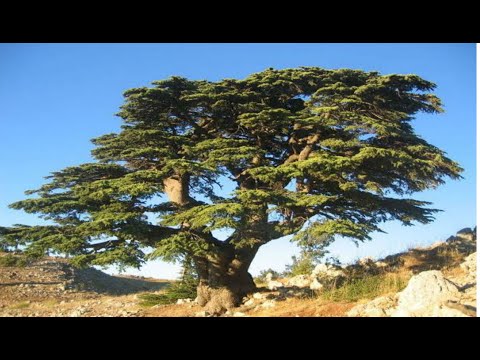 Cedrus deodara Tree By #Tipsandinfotube#