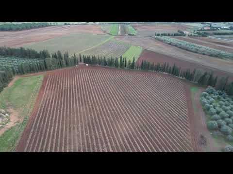 Vigna 2022 Morisfarms