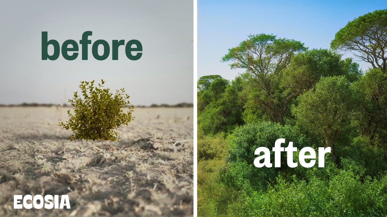 We Tried a Different Reforestation Method — With Incredible Results