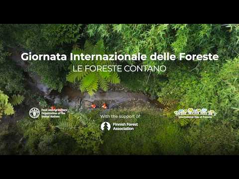 Giornata Internazionale delle Foreste 2026: Foreste ed economie – le foreste contano.