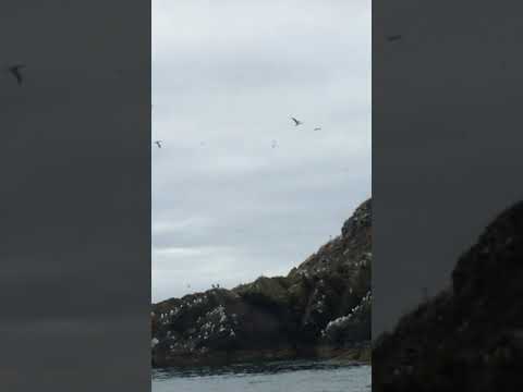 Lambay Island, gannet rookery