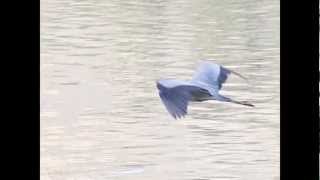 Great Blue Heron flying slow motion 300fps Castaic Lake V11035