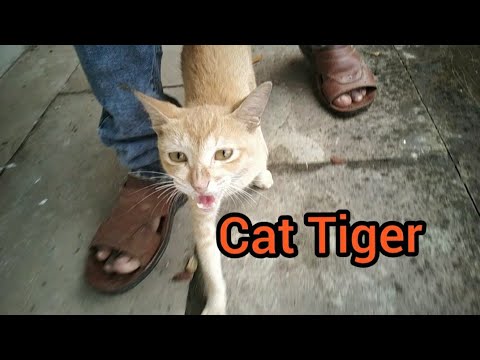 Cat and Nature Vlog @mrsatya1993