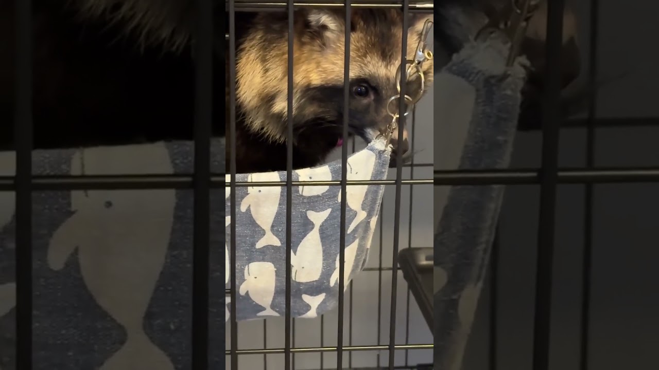 【おっタヌの前でお掃除してみた結果】