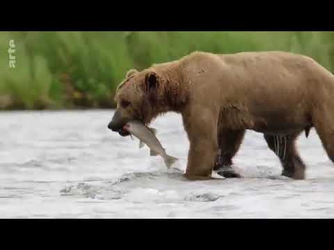 Les ours bruns, colosses de l’Alaska*