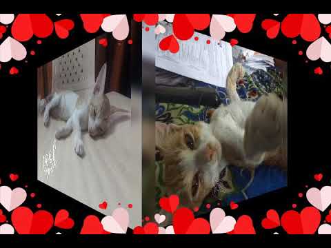 Beautiful cat 🐱🐈