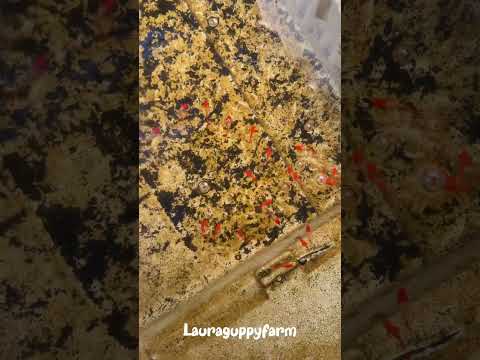 Red ear koi #farming #guppy #fishkeepinghobby #aquarium #guppyfish #breeding #fish #anime #music