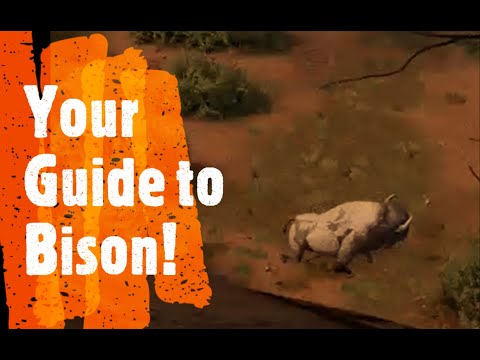 Your Guide to Bison! Quick and Simple Hunting Info - Hunting Simulator 2