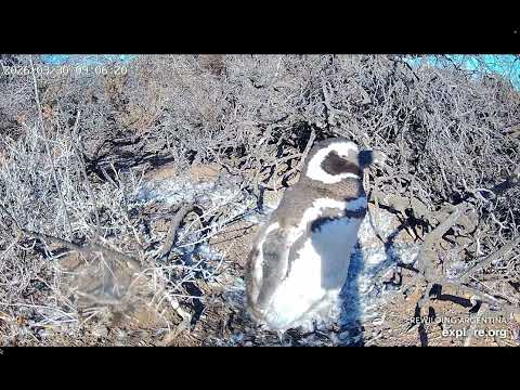 Plumas en el pico, alfombrado plumas 30/3 Pingüino Magallanes, Tova Chubut, Rewilding Arg Patag Azul
