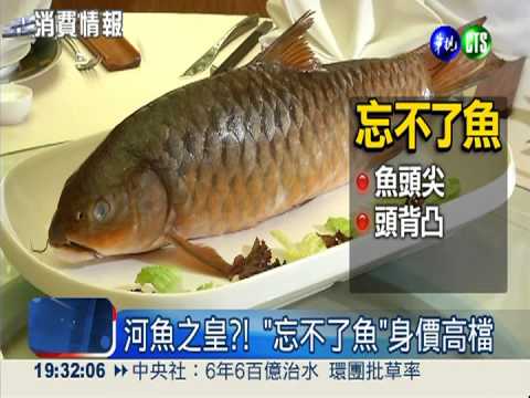 1尾成本6萬! 馬國"忘不了魚"登台