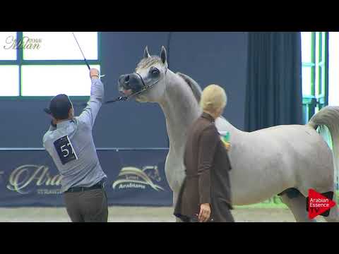 N.57 STYX KALLISTE - Milan 2018 - 3 Years Old Colts (Class 6)