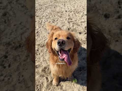 Before beach 👉 after beach... 🤣 #dog #dogshorts #goldenretriever #funnydogs