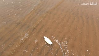 [問卦] 萍哥，你還好嗎？我想你了