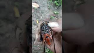 Download lagu binatang gareng mp3