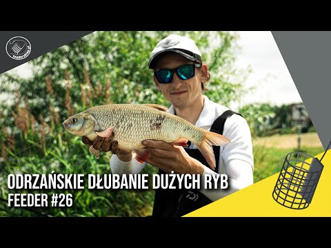 Odrzańskie dłubanie dużych ryb | Feeder #26