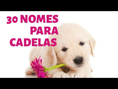 30 NOMES DE CACHORROS BONITOS/CADELAS