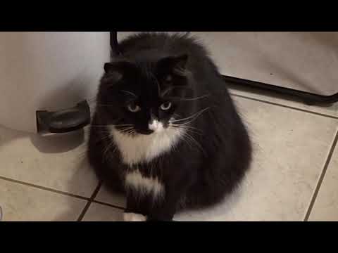My first Cat Video (Music: Mazurka opus 63 f-minor by Fryderyk Franciszek Chopin)