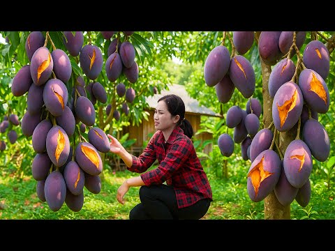 How to Harvest Royal Purple Mango to sell - One Pot Village Lunch | ancient cooking. nature girl