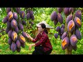How To Harvest Royal Purple Mango To Sell One Pot Village Lunch Ancient Cooking Nature Girl