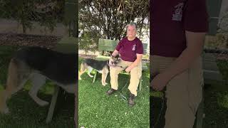 Video preview image #1 Gerberian Shepsky Puppy For Sale in Pasadena, CA, USA
