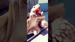 いっぱい食べるピザちゃん🐢#リクガメ #tortoise #animals #爬虫類