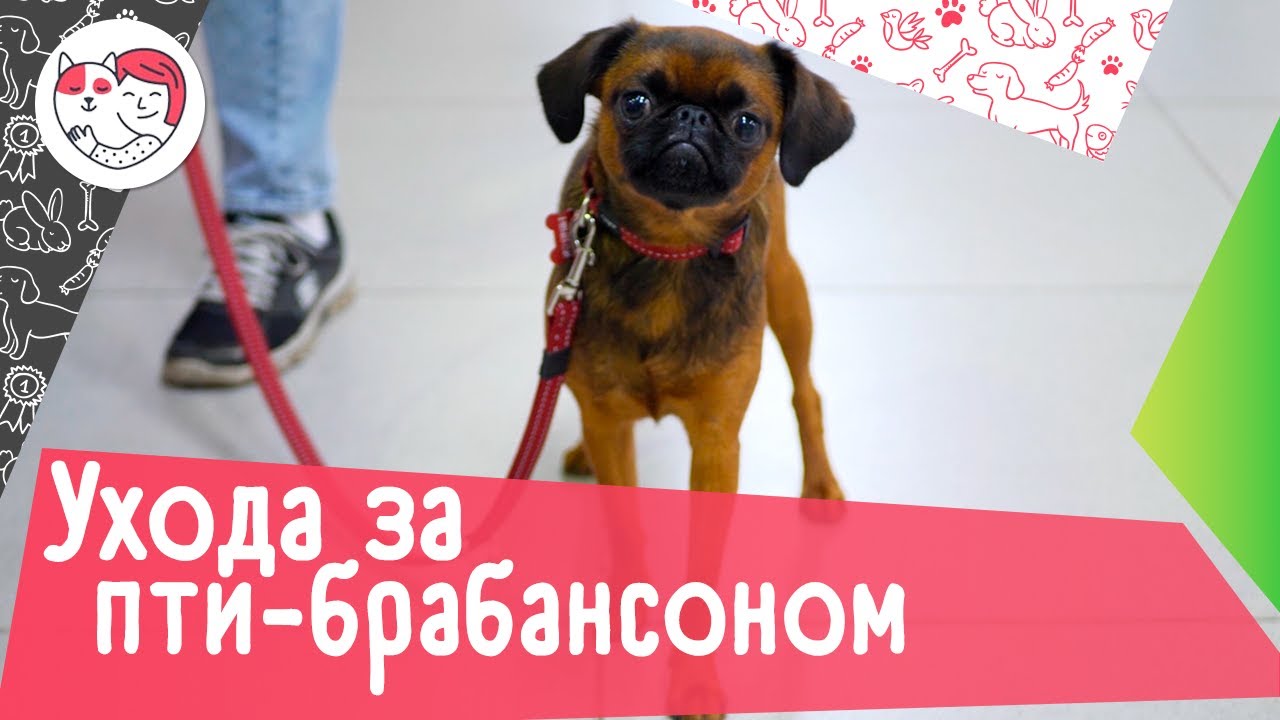 4 особенности ухода за пти-брабансоном