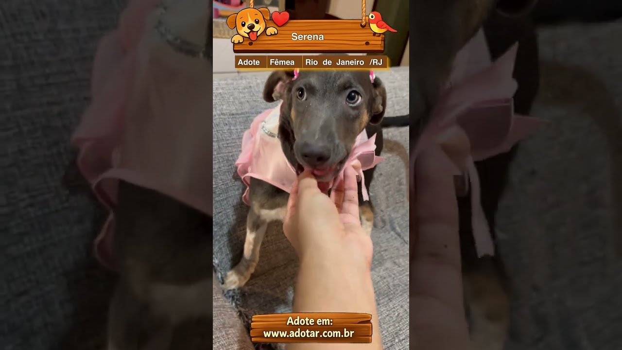 Cachorro raça SRD-ViraLata idade 2 a 6 meses nome Serena
