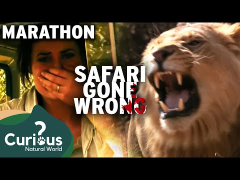 African Savanna's Deadliest Predators Made People Human Prey | Curious?: Natural World