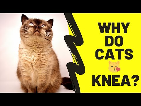 Why Does My Cat 😼 KNEAD Me?