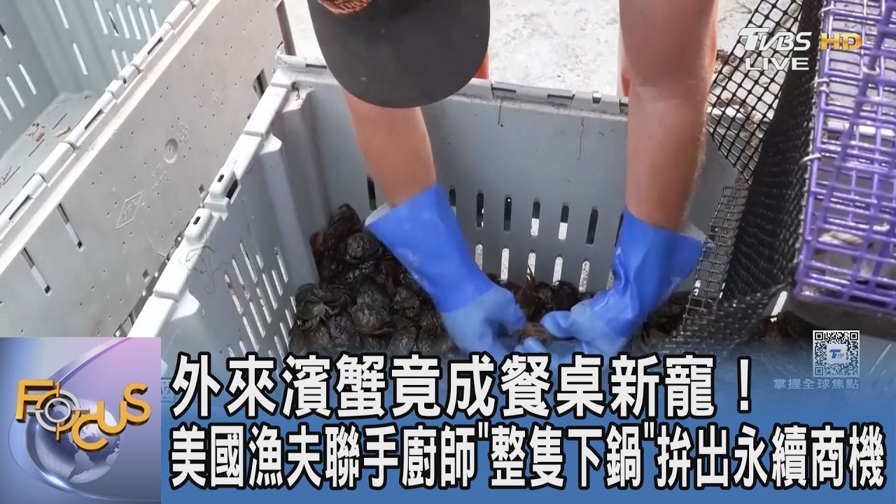 把入侵危機吃成新海鮮!美國漁夫聯手廚師抓脫殼綠蟹「整隻下鍋」炸出永續商機