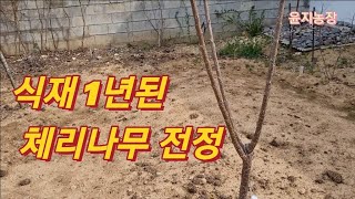 식재 1년된 나무 전정 유인