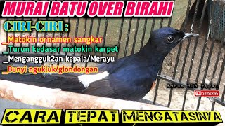 Download lagu Overcoming and Caring for Over-Passionate MURAI BATU, NGLANTAI AND MATOKIN CAGE ORNAMENTS mp3