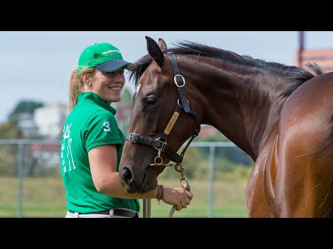 2019 Tasmanian Yearling Sale (Live Stream Archive)