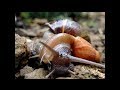 Flesh-Eating Predatory Snail: The Rosy Wolf Snail