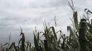 FOR A SONG #60 - “Gotta Sell Them Chickens” by Hank Thompson - Andy &amp; Natalie Gregg w/ Adam Fitz