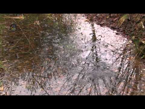 GRENOUILLE Rousse/Orgie Fatale/Rana temporaria ! BRUITX