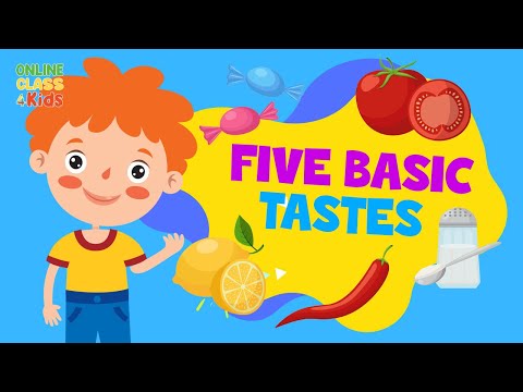 Five Tastes | The Five Basic Tastes | Sense of Taste | Science Lesson for Kids