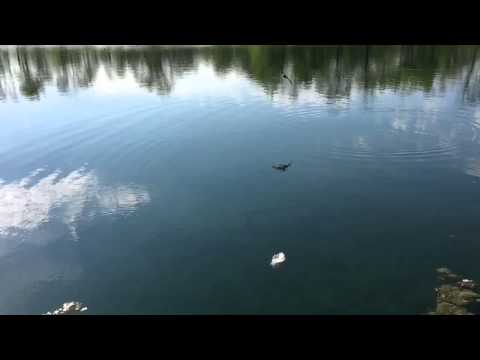 Tree Swallow Feather Exchange