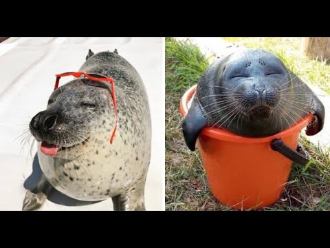 Funny Seal/sea Lion Videos Try Not To Laugh Impossible