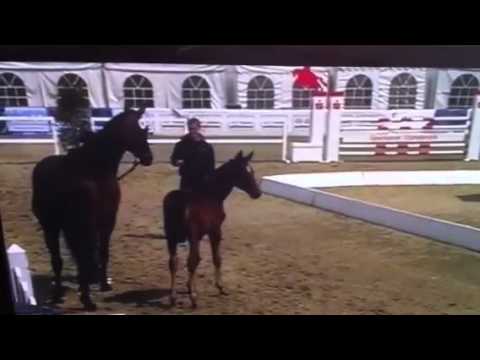 Numero Uno Hengstfohlen 2011