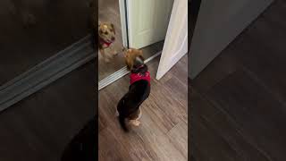 Video preview image #1 Beagle Puppy For Sale in Dunnellon, FL, USA