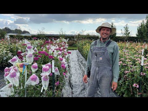 How to Cross-Pollinate Zinnias by Hand