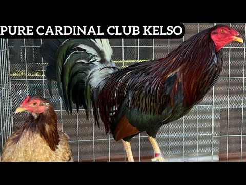 Pure Cardinal Club Kelso Penny Hatch Sweater Yellow Leg • Sahuayo Farm