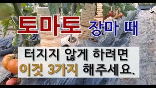 토마토 장마 때 터지지 않게 하려면 이것 3가지 해주세요. #장마 때 토마토 터지지 않는 방법 #토마토 장마…