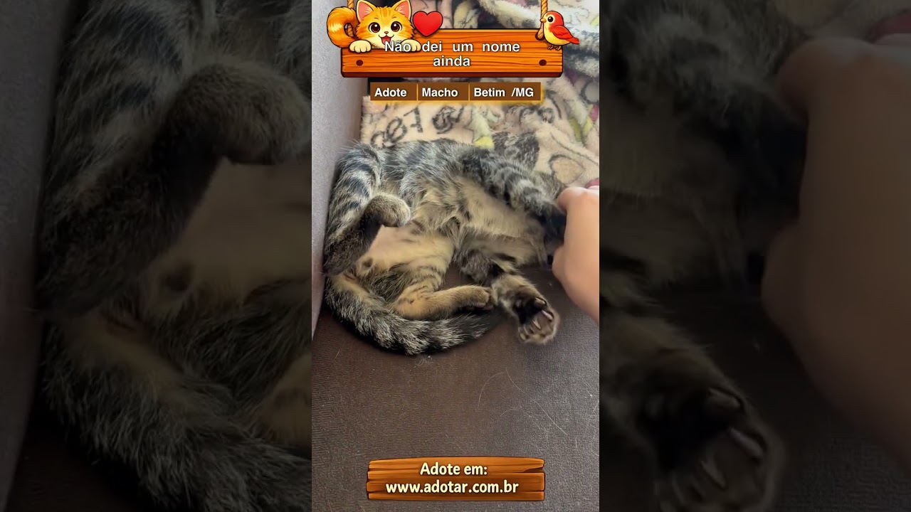 Gato raça SRD-ViraLata idade 2 a 6 meses nome Não dei um nome ainda 