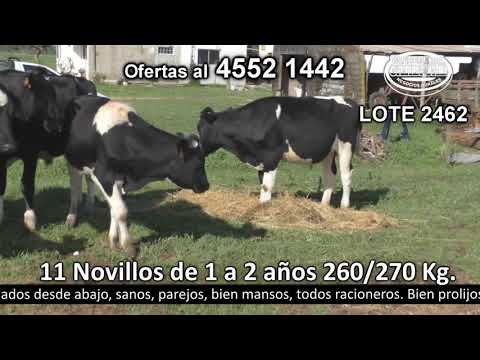 Lote 11 Novillos 1 a 2 años 11 HO 260kg -  en Paso Antolín - a 27 km de Tarariras