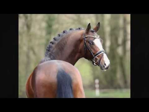 3yo stallion by Benicio out of Diamond Hit