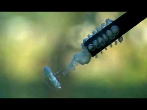 Underwater Paintball Shot 25,000fps - 62,000fps - Slow Mo